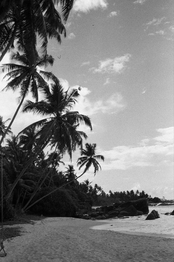 Принт ”Palms”