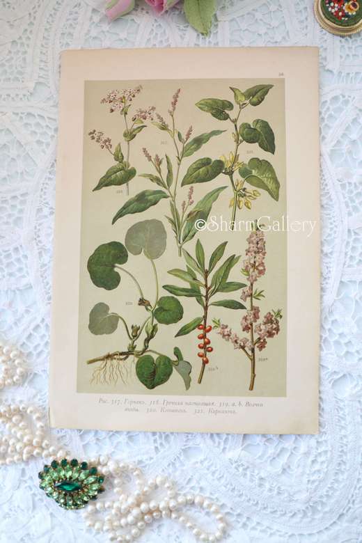 Антикварная хромолитография из ботанического атласа 1896г. №4.