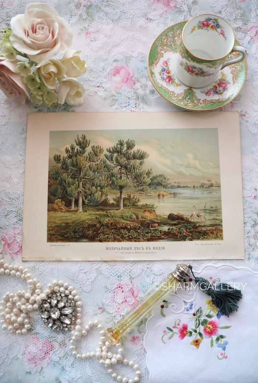 Антикварная хромолитография №7. Кернер фон-Марилаун, А. Жизнь растений