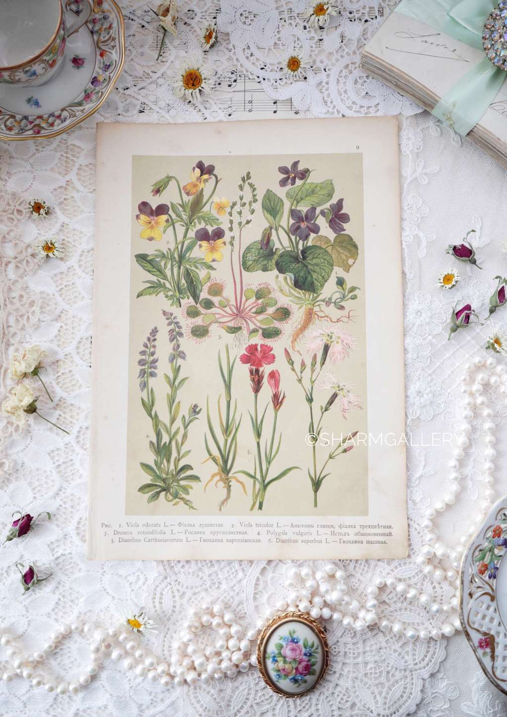 Антикварная хромолитография из ботанического атласа 1896г., лист №9
