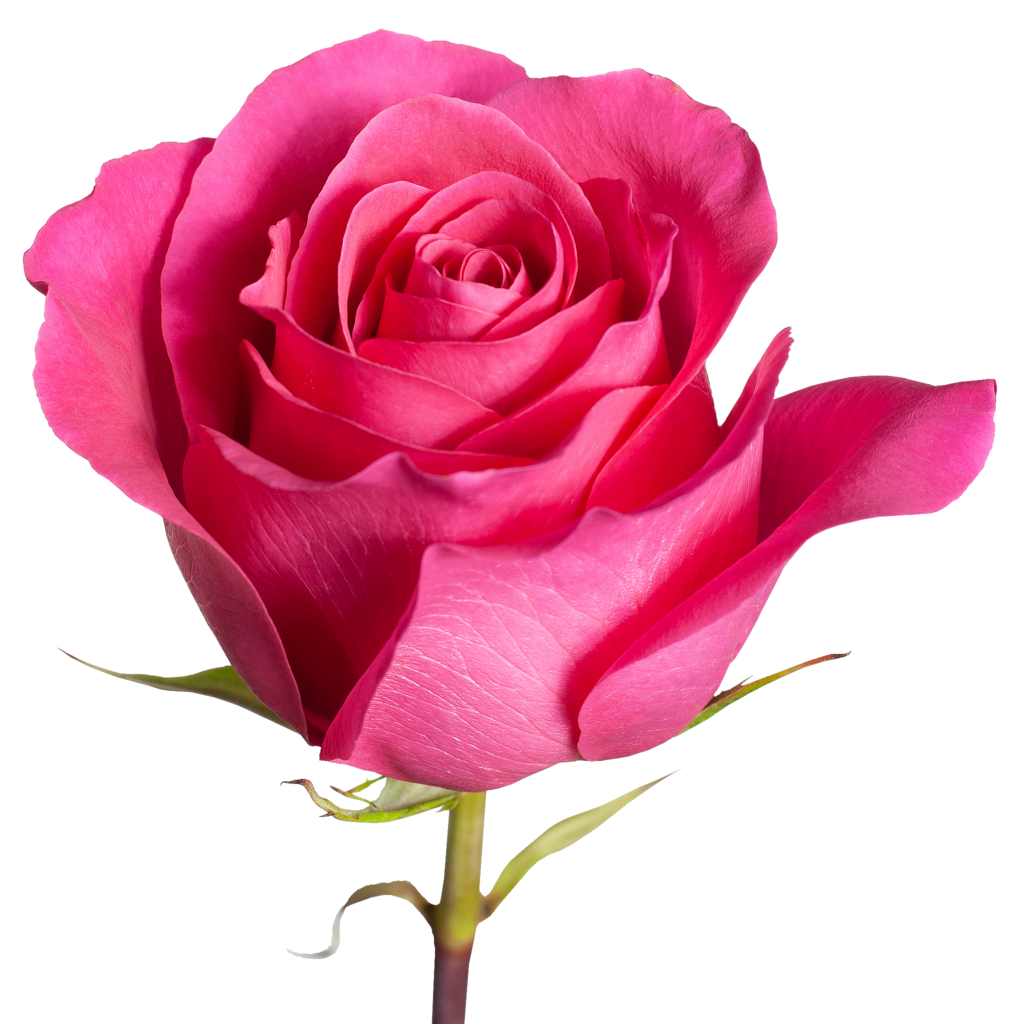 Роза розовая Pink Floyd