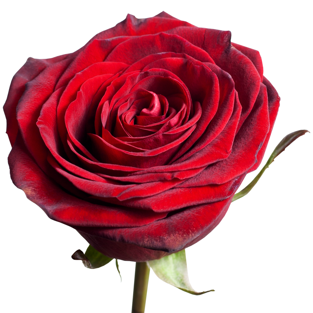 Роза красная Explorer