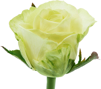 Роза белая Avalanche