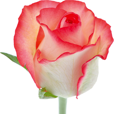 Роза розовая Jumilia