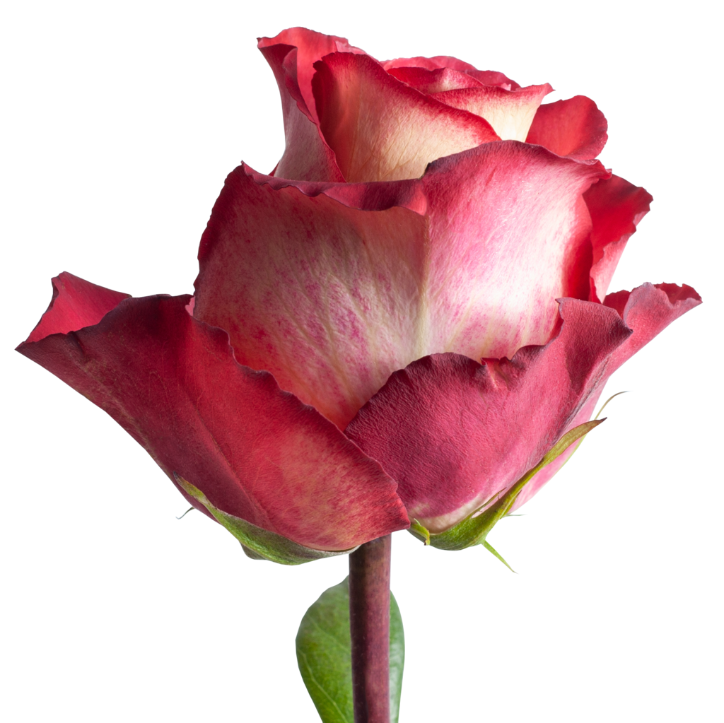 Роза вишневая Игуасу (Iguazu)