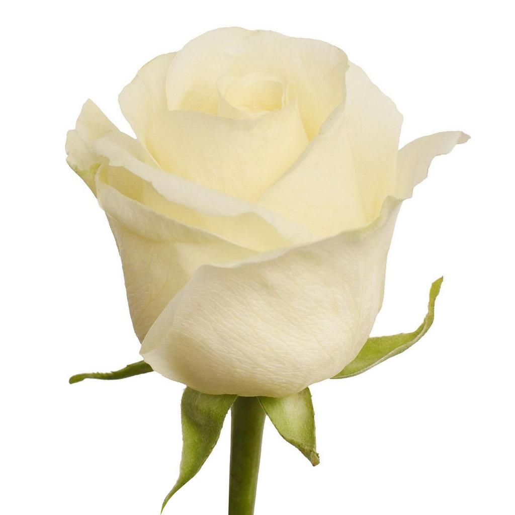 Роза белая White Chocolate