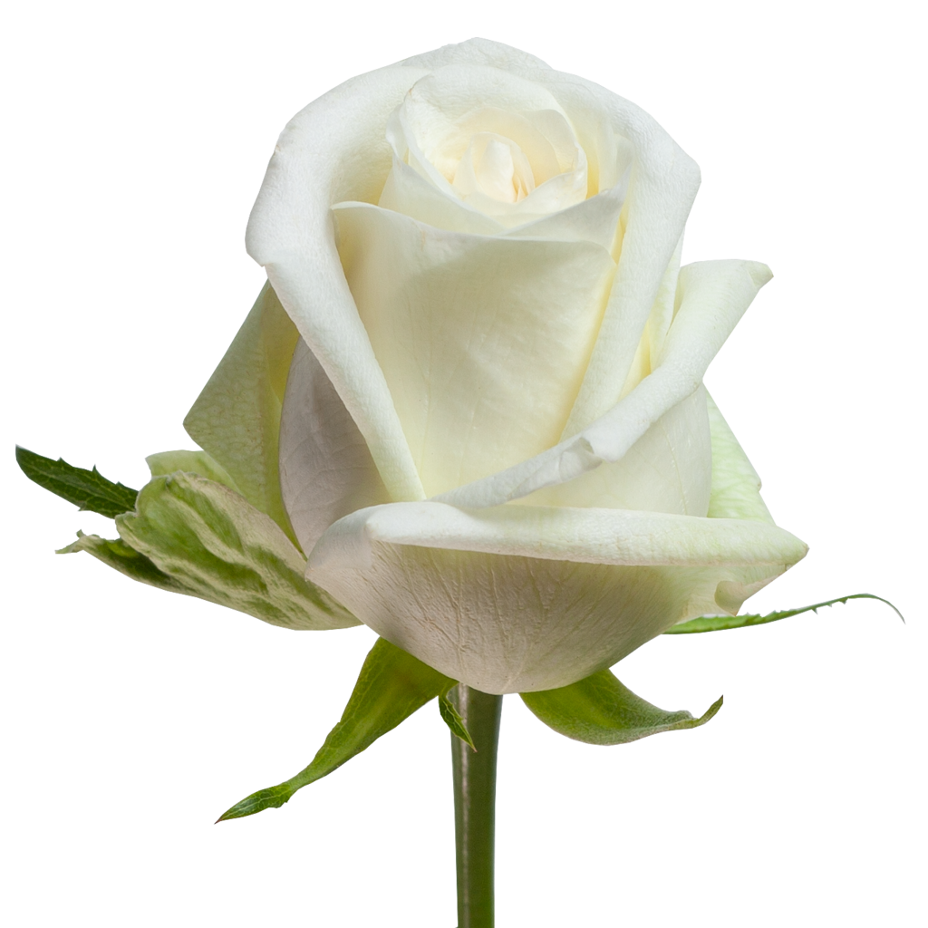 Роза белая Mondial