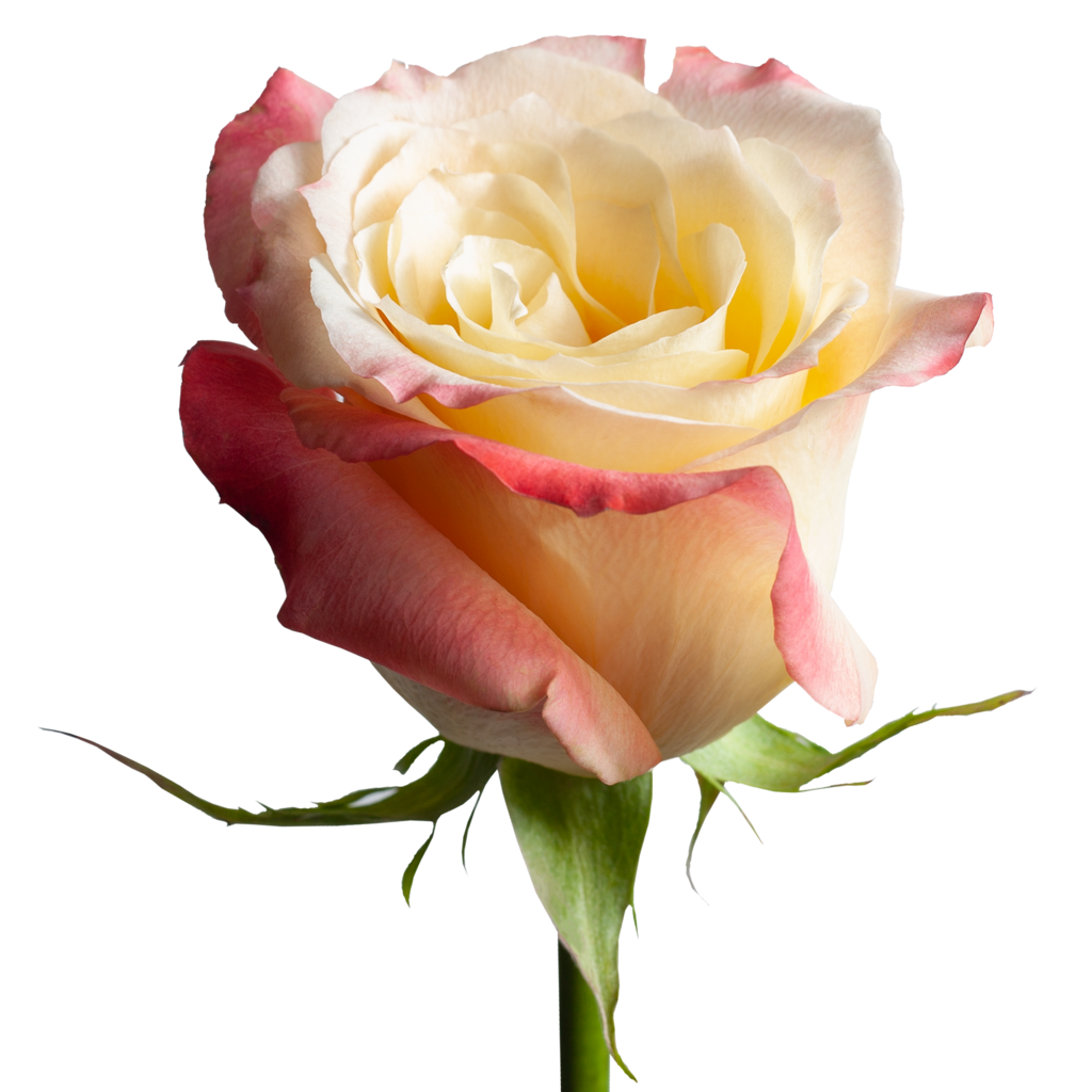 Роза красная Cabaret