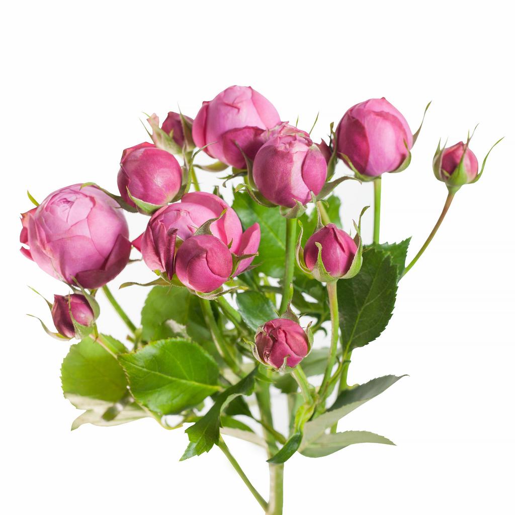 Роза розовая кустовая Silva Pink