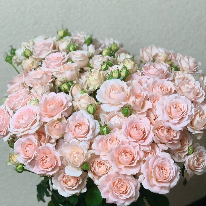 Роза персиковая кустовая