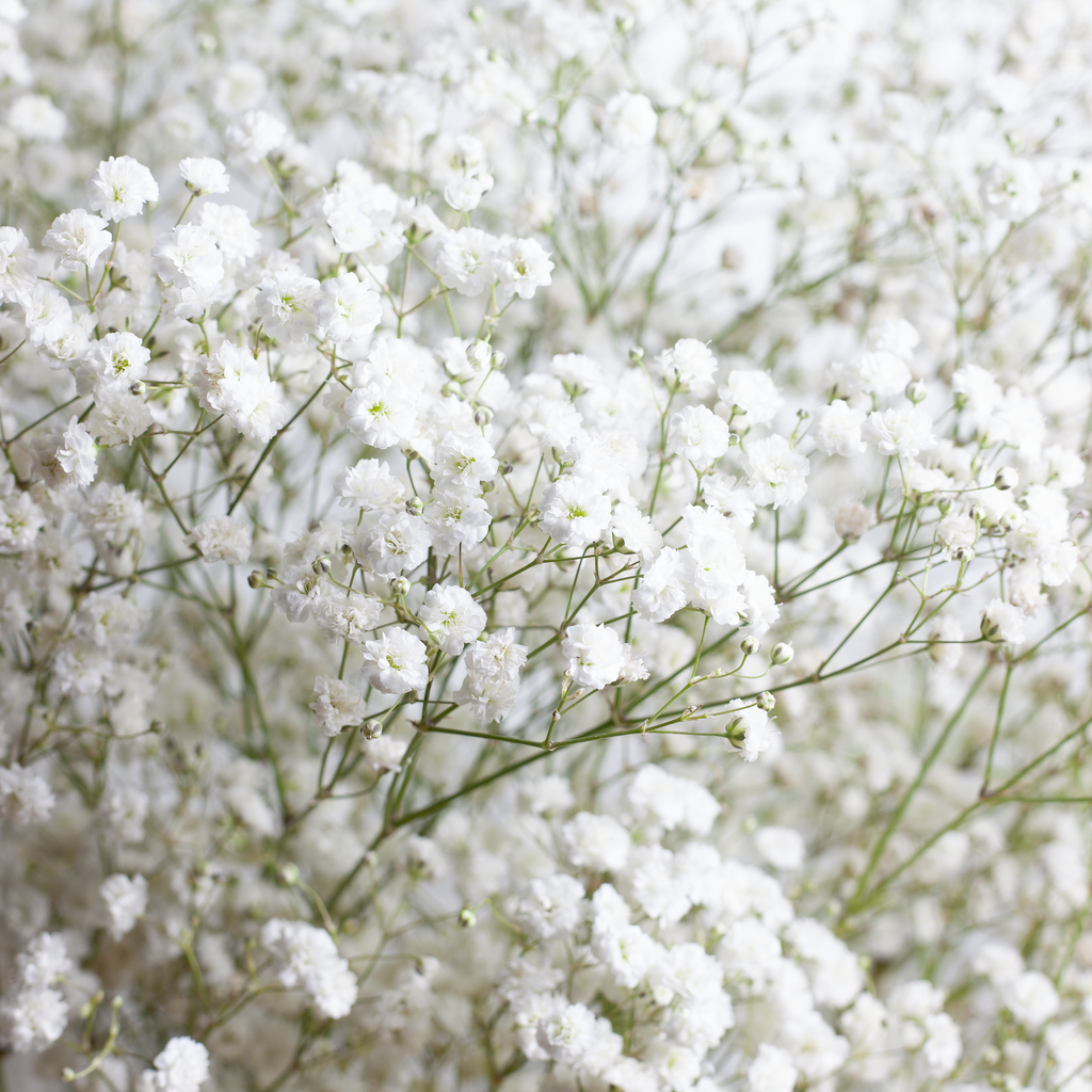 Гипсофила метельчатая махровая белая Gypsophila