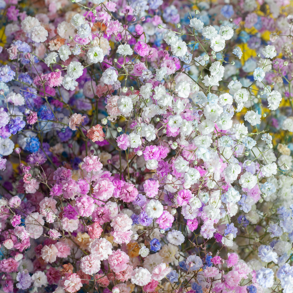 Гипсофила радужная (метельчатая махровая крашеная) Gypsophila