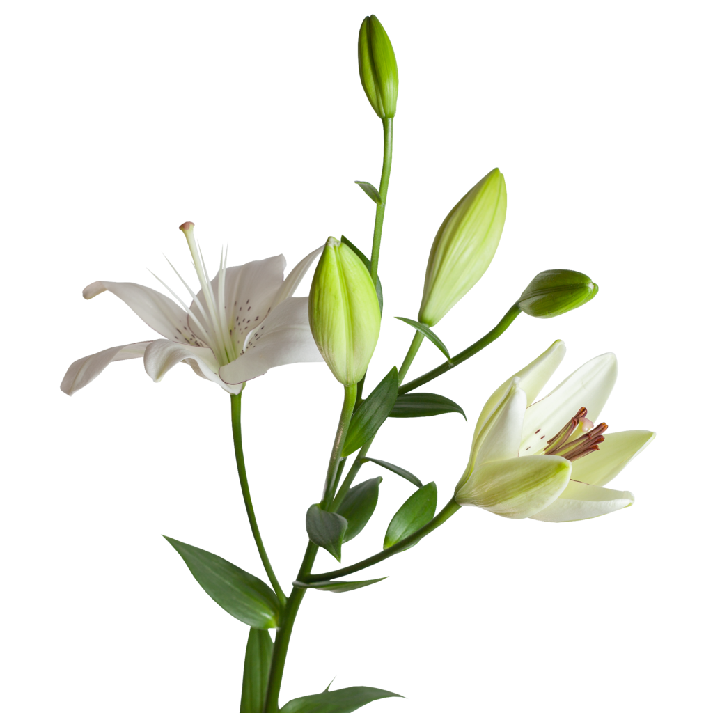 Лилия Лашка белая