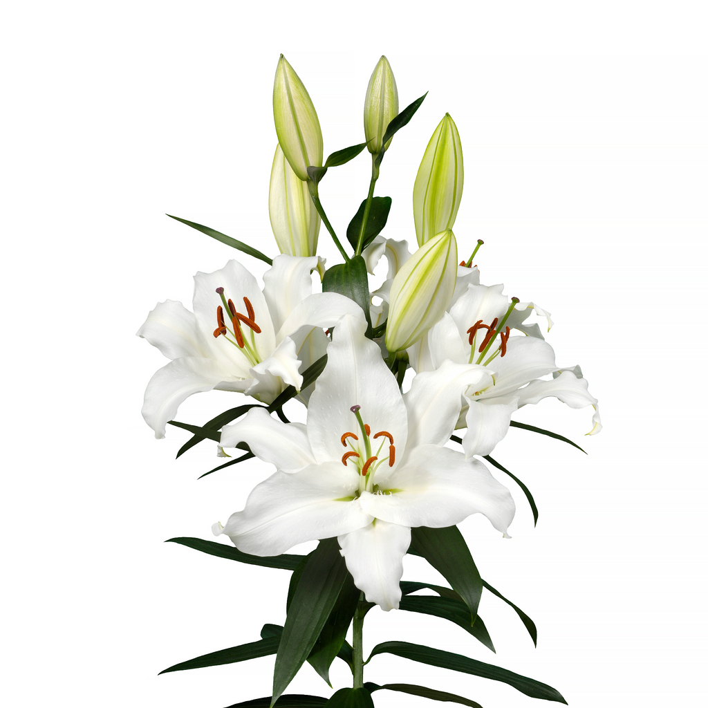 Лилия восточная белая
