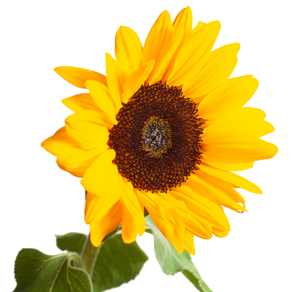 Подсолнух (гелиантус)