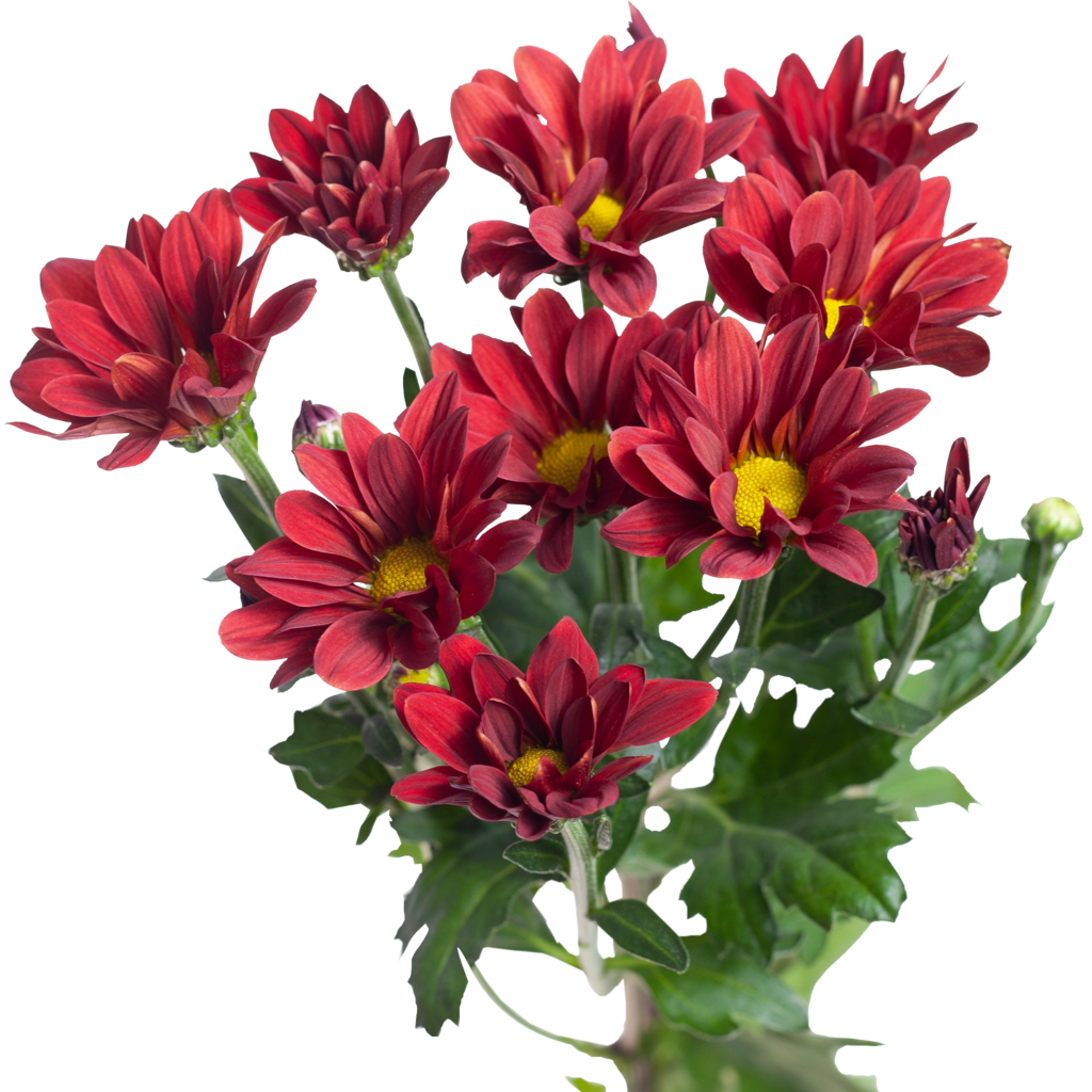 Хризантема кустовая Бакарди (ромашковая) Bacardi