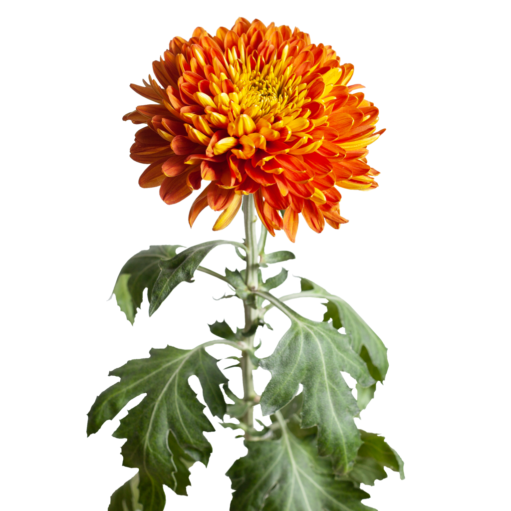 Хризантема крупноцветковая одноголовая