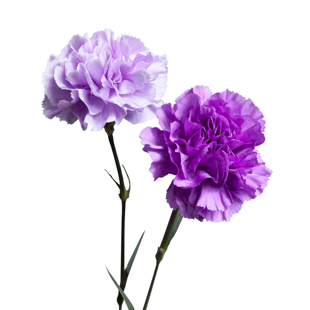 Гвоздика лунная Moon (диантус)