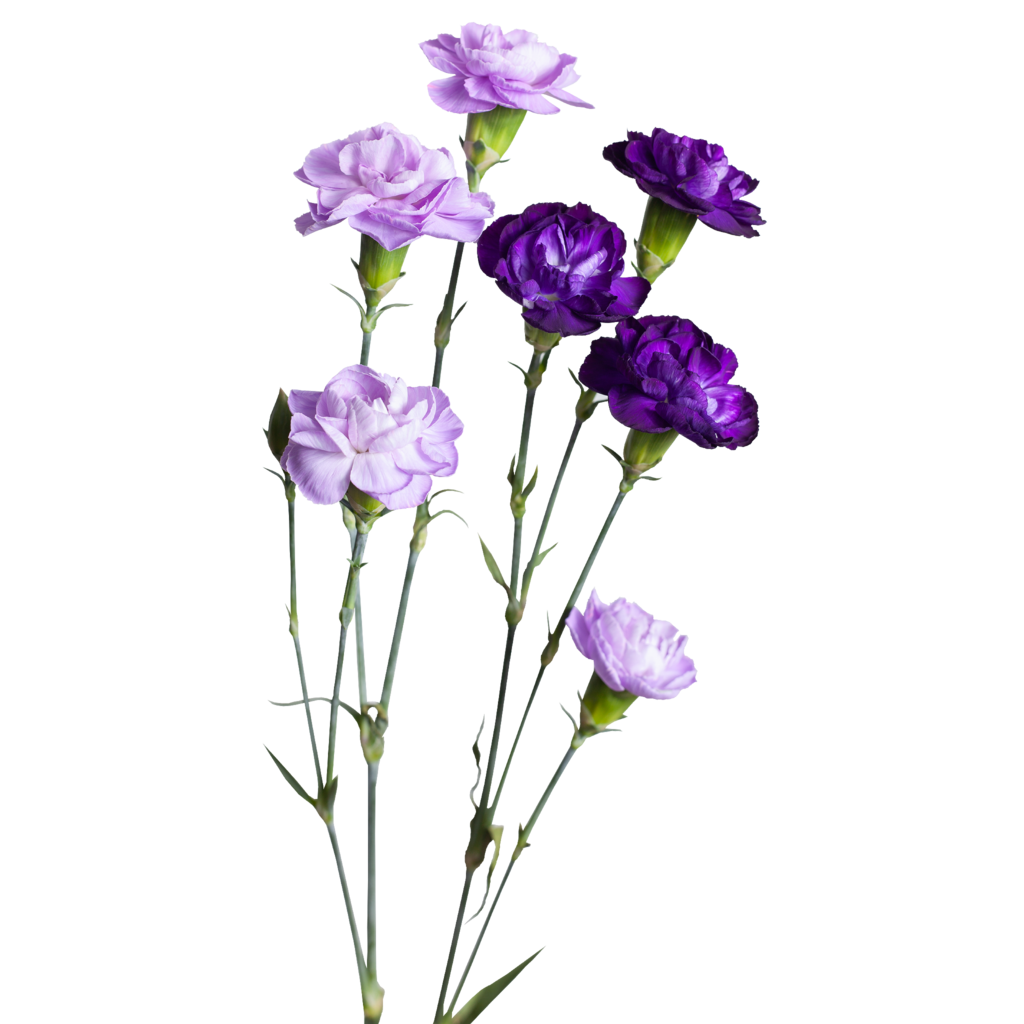 Гвоздика лунная кустовая Moon (диантус)