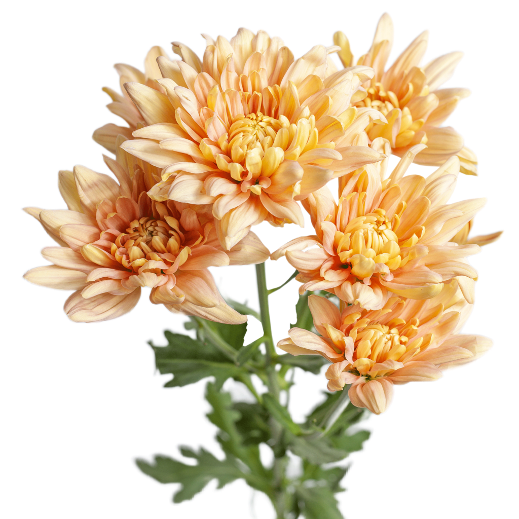 Хризантема кустовая Балтика Baltic