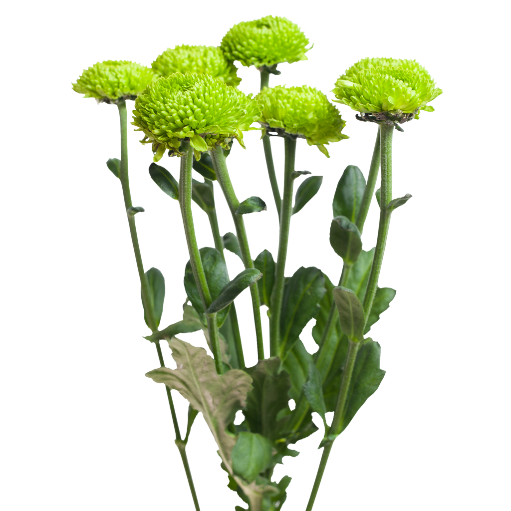 Хризантема кустовая Филин Грин Feelling Green