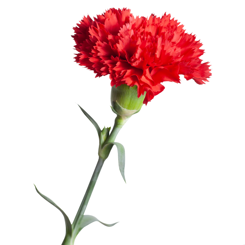 Гвоздика красная голландская (диантус)