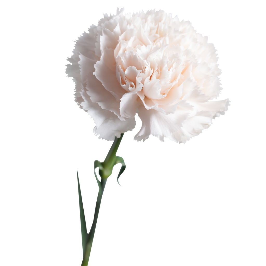 Гвоздика голландская ассорти (диантус)