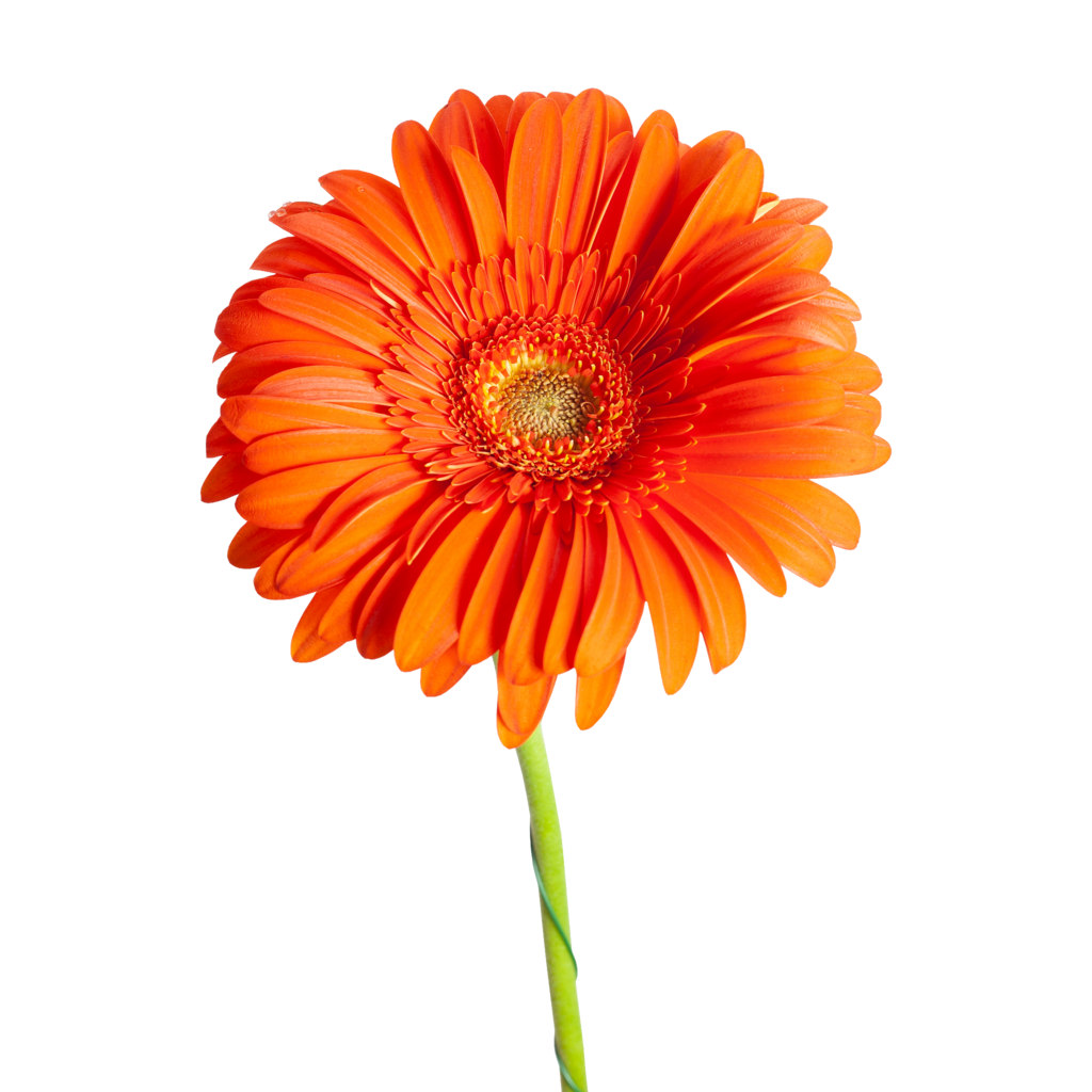 Гербера микс