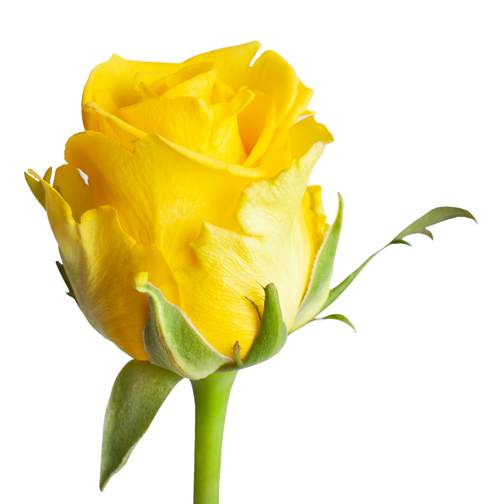 Роза желтая Day Dream