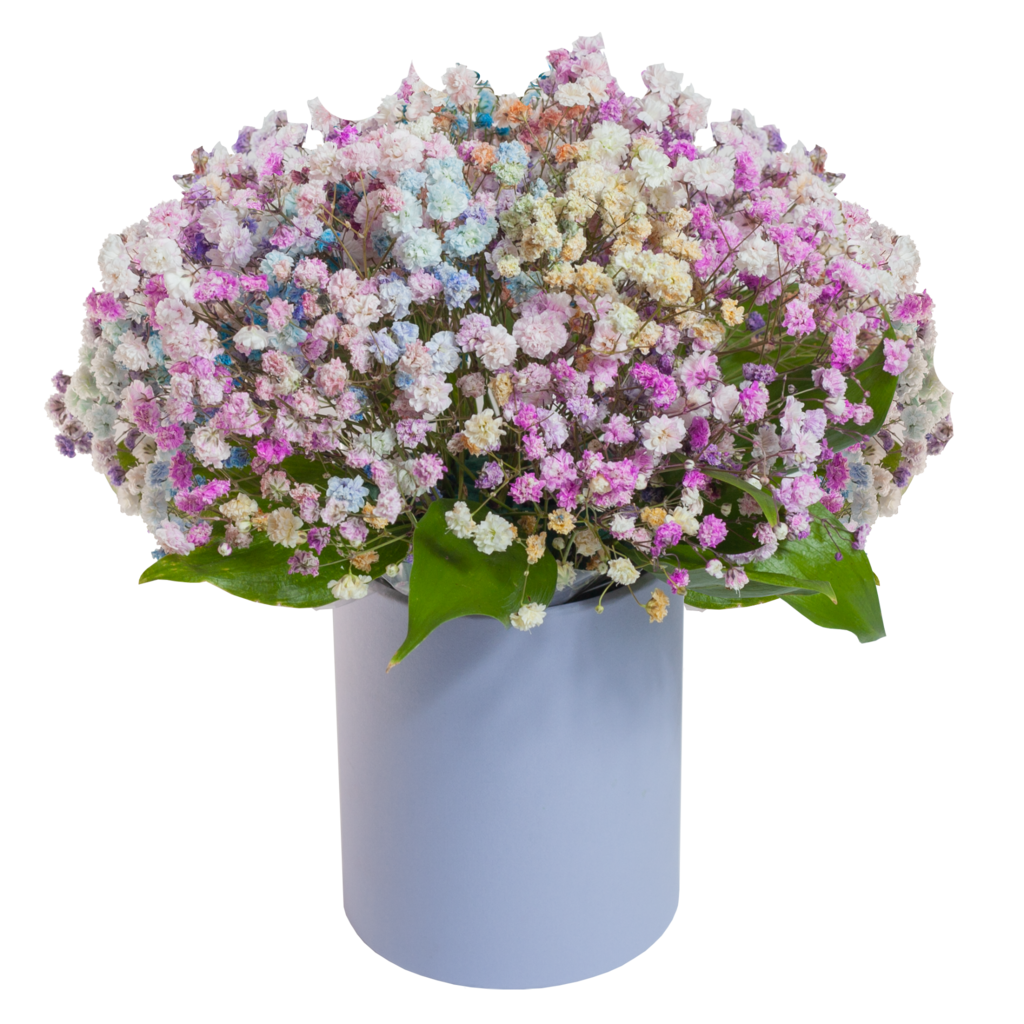 Гипсофила в коробочке (размер S)