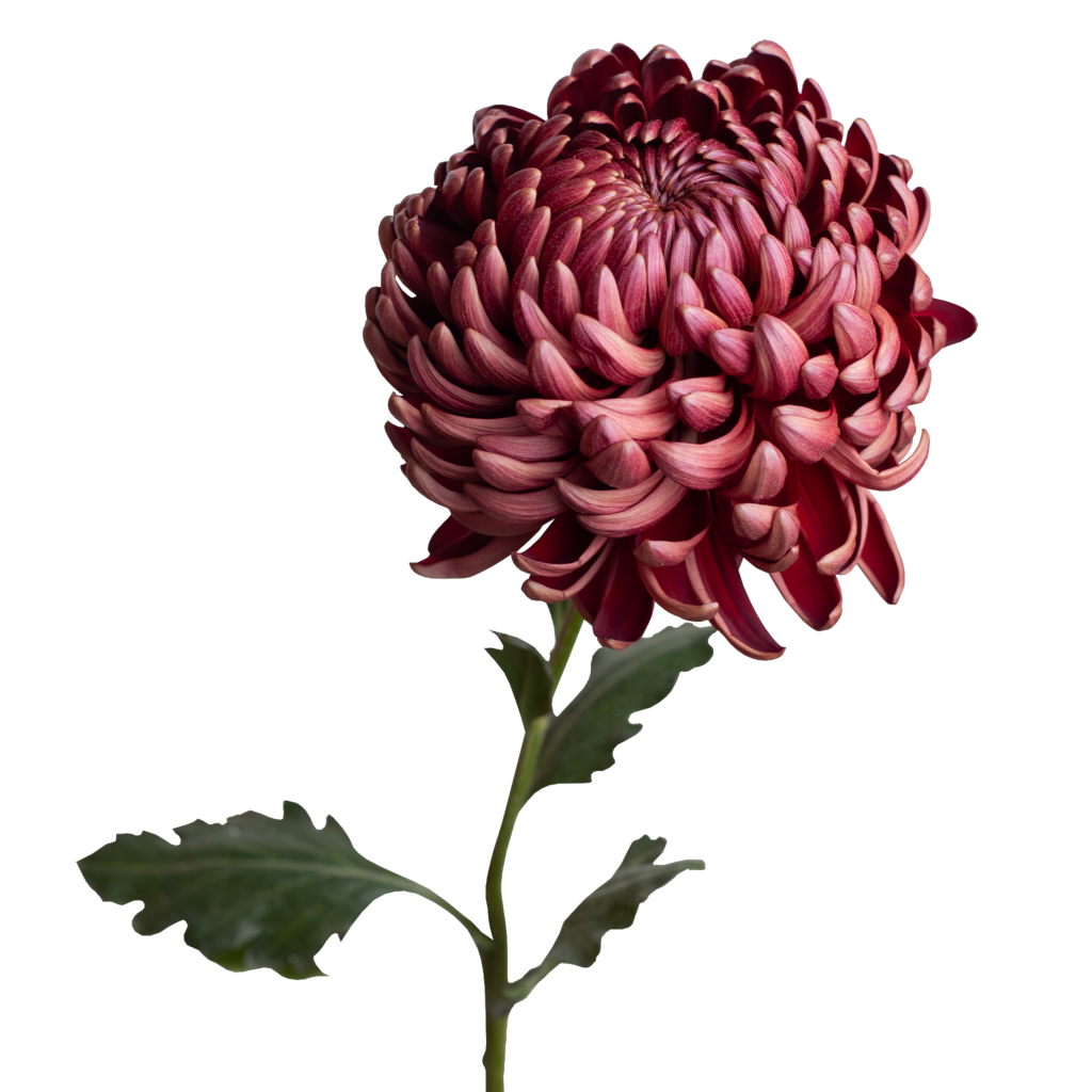 Хризантема Bigoudi (Бигуди)