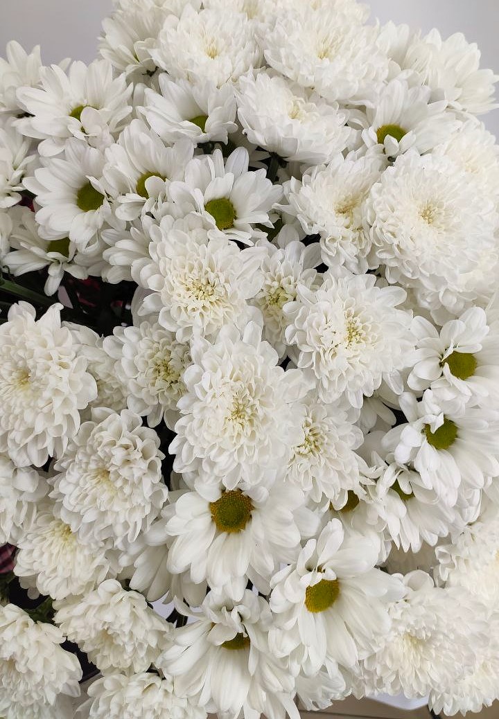 Букет из 15 хризантем