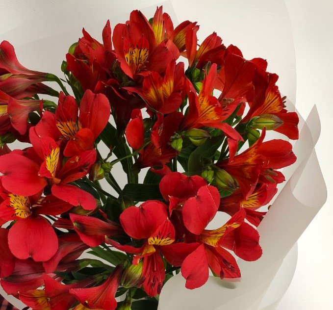 Букет 9 альстромерий