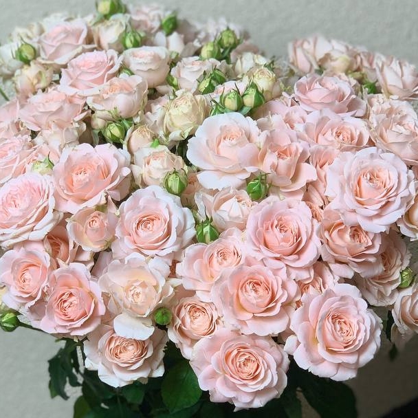 Букет 13 кустовых роз