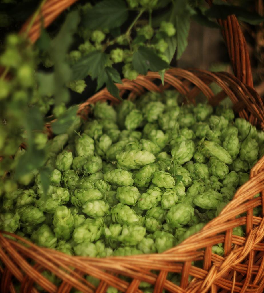 Гидролат хмеля