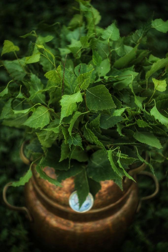 Гидролат берёзы