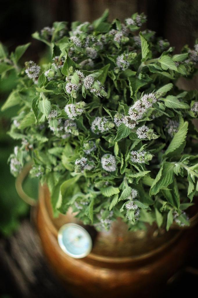 Гидролат мяты колосистой