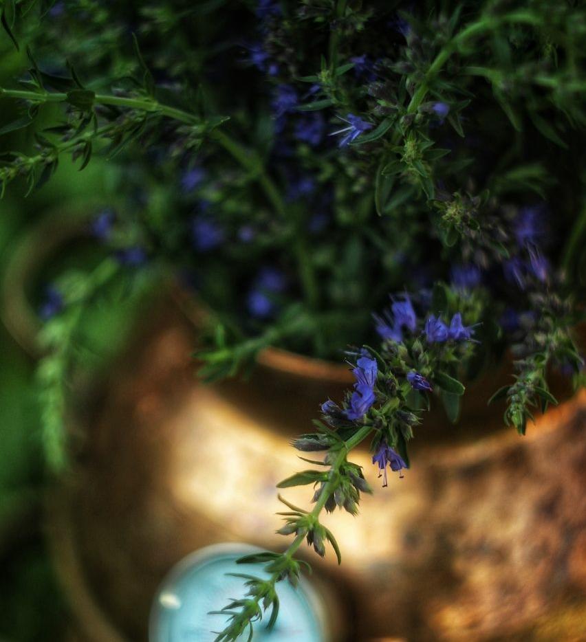 Гидролат иссопа