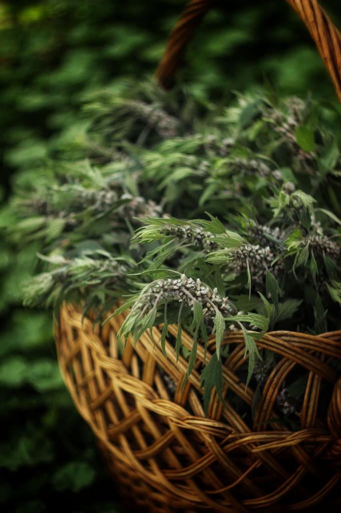 Гидролат пустырника