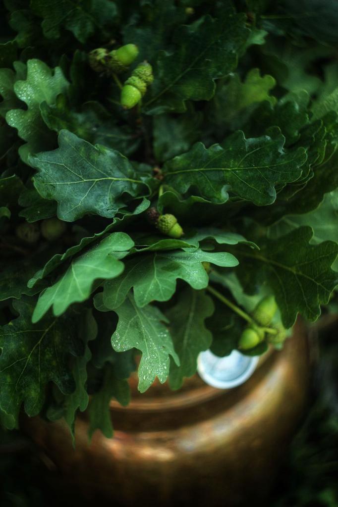 Гидролат дуба