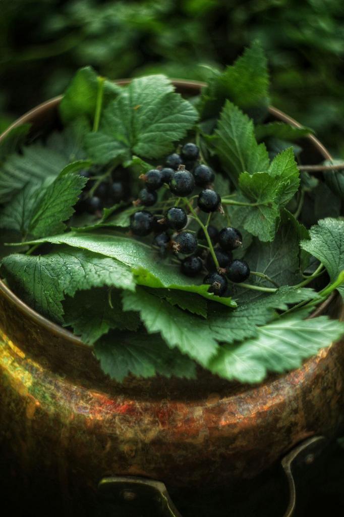 Гидролат смородины