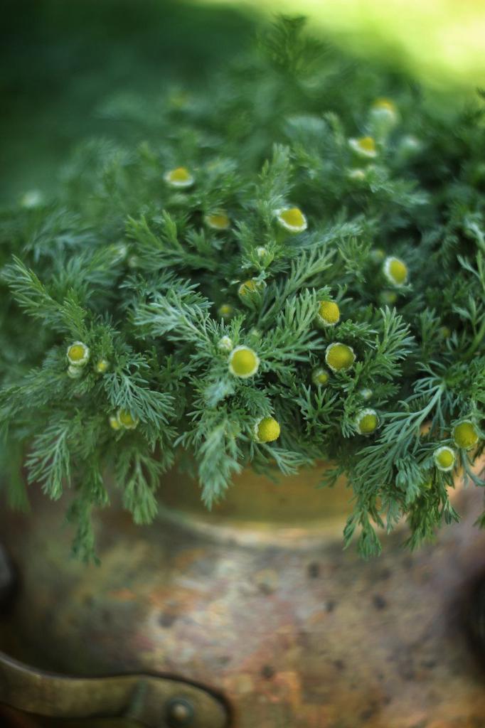 Гидролат ромашки