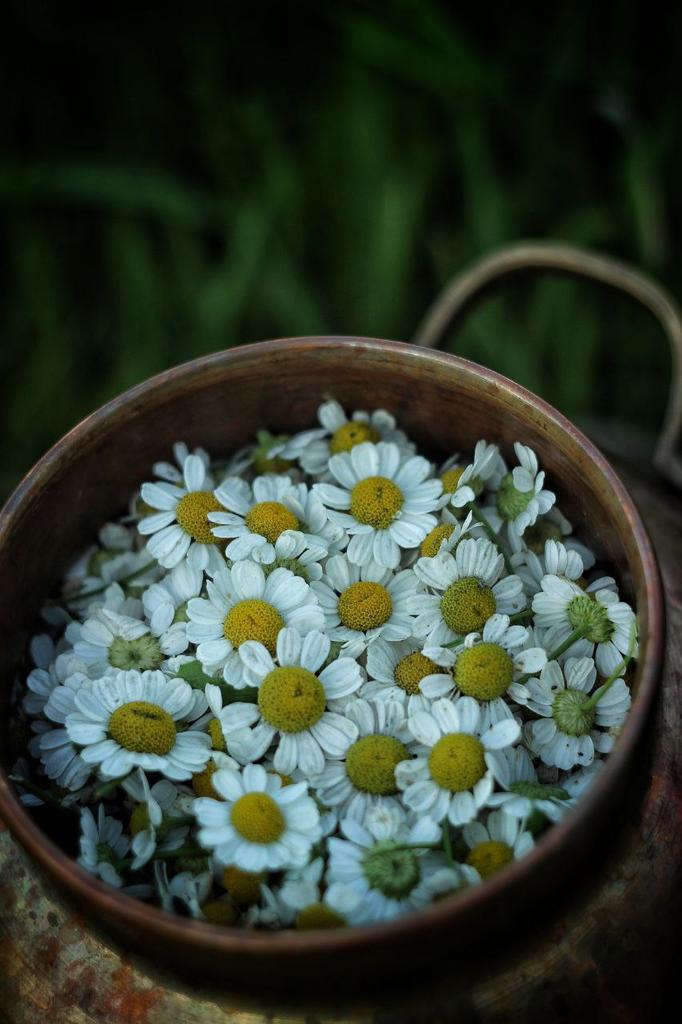 Гидролат пижмы девичьей