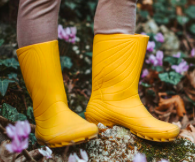 Wildling Ranidae Yellow