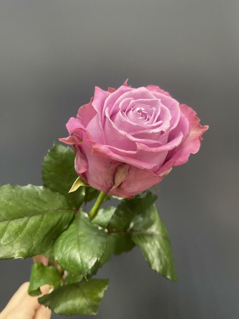 Роза сиреневая 40 см