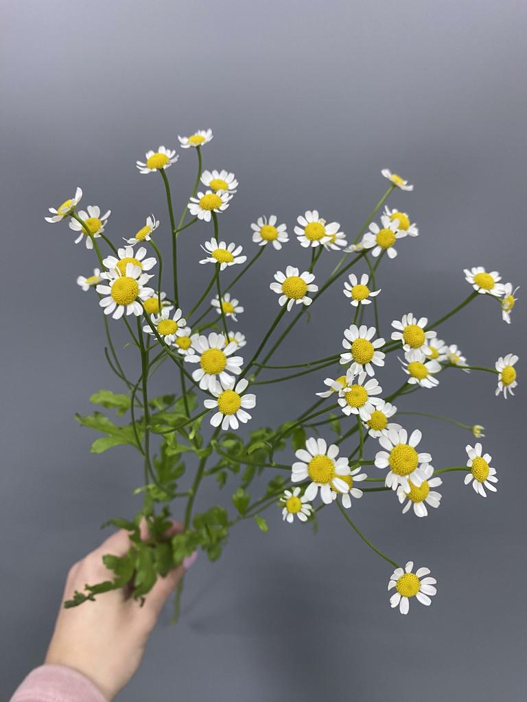 Матрикария (танацетум)