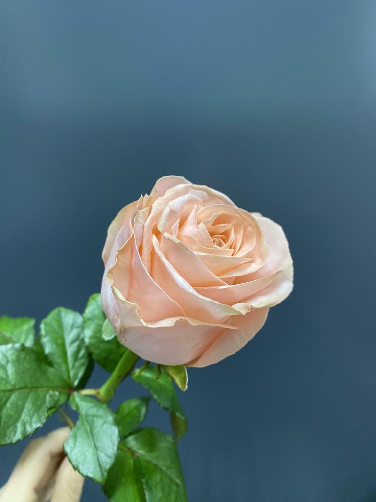 Роза нежно-розовая 50-60 см