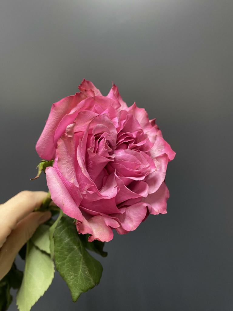 Роза Кантри блю 50 см