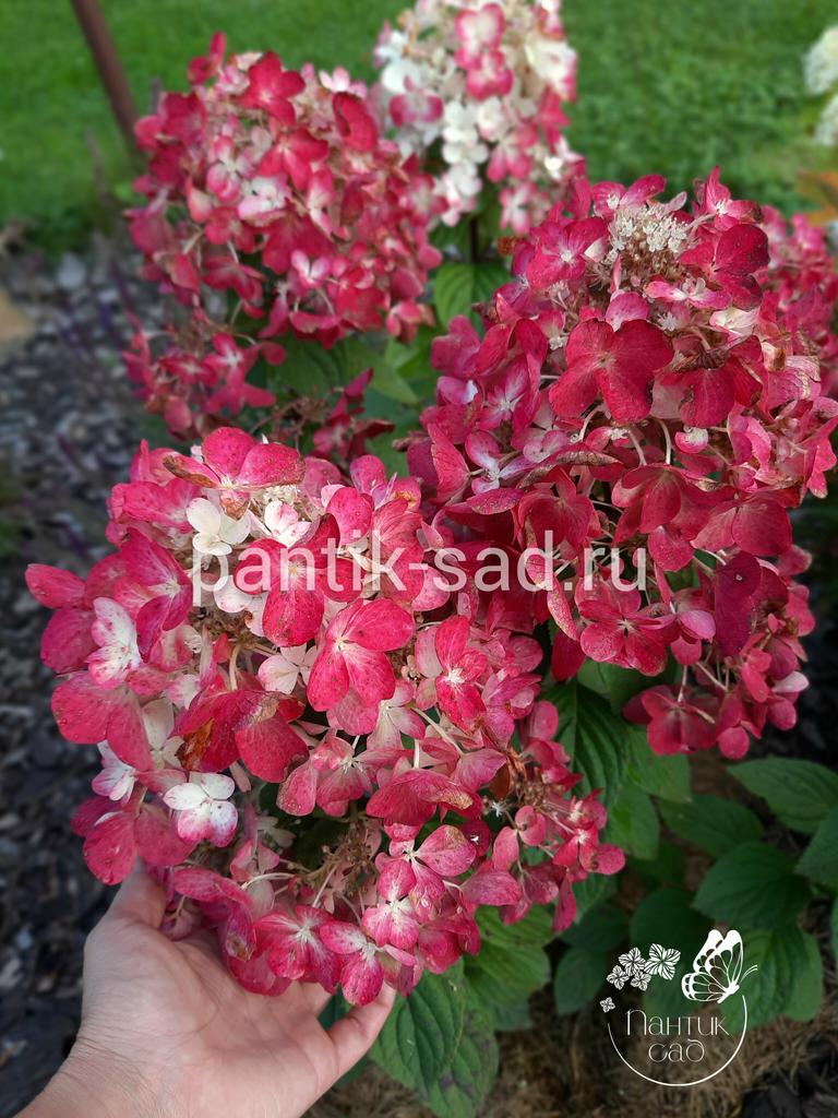 Метельчатая гортензия Diamont Rouge