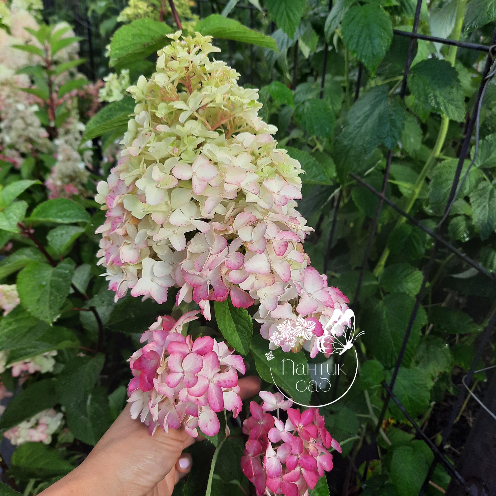 Метельчатая гортензия "Фрайз Мельба" (Fraise Melba)